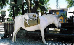 Dog on Donkey